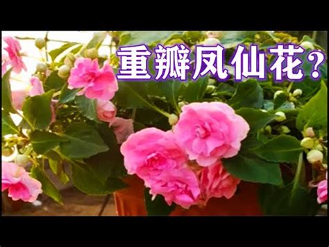 鳳仙花風水